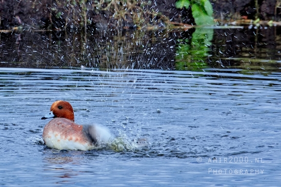 Eurasian_Wigeon_ducks_Mareca_penelope_nature_Landscape_Photography_012_Canon_EOS_5D_Mark_IV.JPG