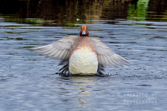 Eurasian_Wigeon_ducks_Mareca_penelope_nature_Landscape_Photography_013_Canon_EOS_5D_Mark_IV.JPG