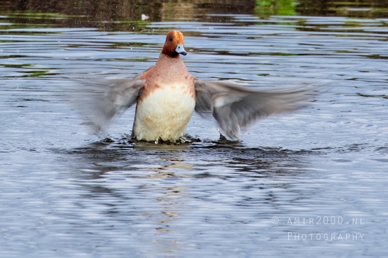 Eurasian_Wigeon_ducks_Mareca_penelope_nature_Landscape_Photography_014_Canon_EOS_5D_Mark_IV.JPG