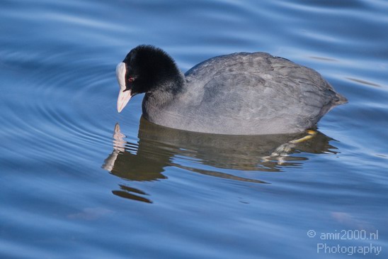 Eurasian_coot_nature_Landscape_Photography_001_Canon_EOS_7D.JPG