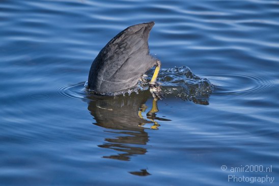 Eurasian_coot_nature_Landscape_Photography_002_Canon_EOS_7D.JPG