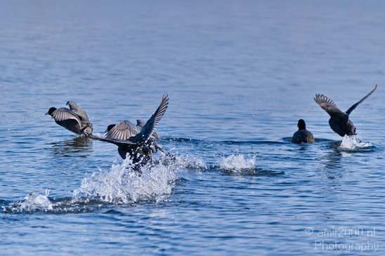 Eurasian_coot_nature_Landscape_Photography_003_Canon_EOS_7D.JPG