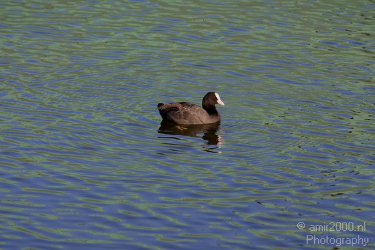 Eurasian_coot_nature_Landscape_Photography_004_Canon_EOS_5D_Mark_IV.JPG