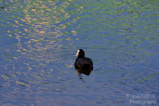 Eurasian_coot_nature_Landscape_Photography_005_Canon_EOS_5D_Mark_IV.JPG