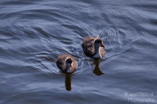 Eurasian_coot_nature_Landscape_Photography_006_Canon_EOS_5D_Mark_IV.JPG