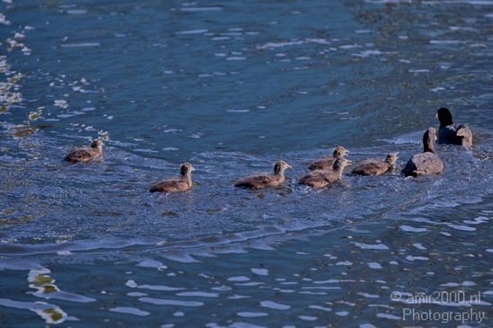 Eurasian_coot_nature_Landscape_Photography_007_Canon_EOS_5D_Mark_IV.JPG