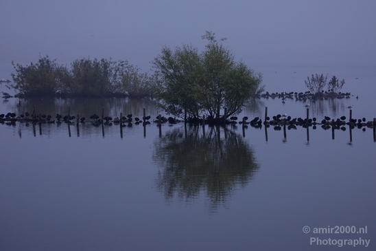Eurasian_coot_nature_Landscape_Photography_011_Canon_EOS_5D_Mark_IV.JPG