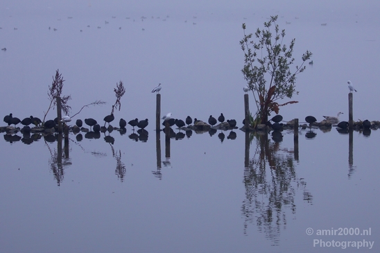 Eurasian_coot_nature_Landscape_Photography_013_Canon_EOS_5D_Mark_IV.JPG