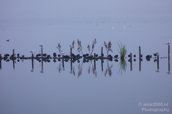 Eurasian_coot_nature_Landscape_Photography_014_Canon_EOS_5D_Mark_IV.JPG