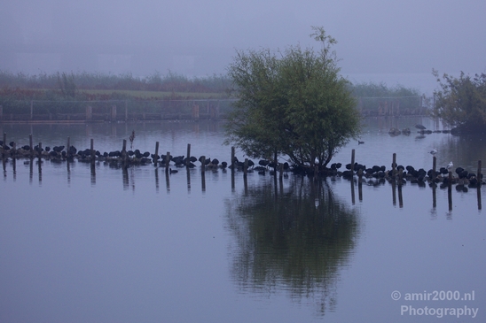 Eurasian_coot_nature_Landscape_Photography_017_Canon_EOS_5D_Mark_IV.JPG