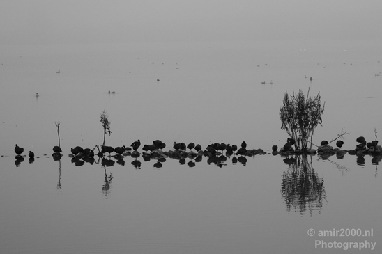 Eurasian_coot_nature_Landscape_Photography_019_Canon_EOS_5D_Mark_IV.JPG