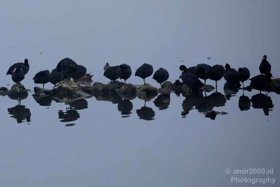 Eurasian_coot_nature_Landscape_Photography_020_Canon_EOS_5D_Mark_IV.JPG