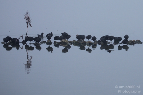 Eurasian_coot_nature_Landscape_Photography_021_Canon_EOS_5D_Mark_IV.JPG