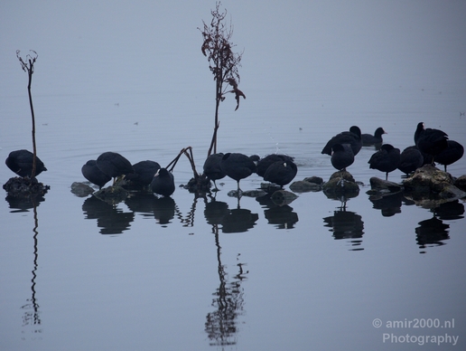 Eurasian_coot_nature_Landscape_Photography_023_Canon_EOS_5D_Mark_IV.JPG