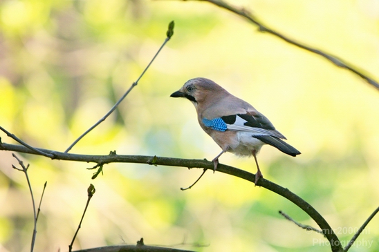 Eurasian_jay_gaai_nature_Landscape_Photography_001_Canon_EOS_5D_Mark_IV.JPG