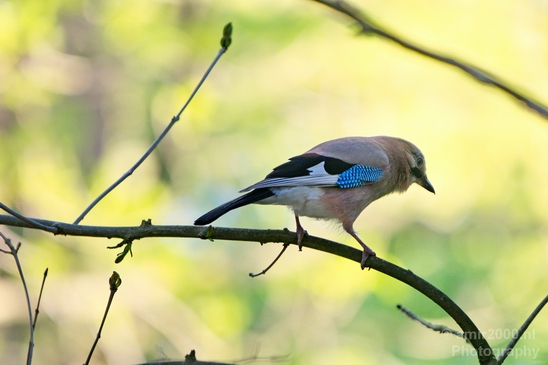 Eurasian_jay_gaai_nature_Landscape_Photography_002_Canon_EOS_5D_Mark_IV.JPG