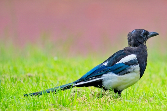 Eurasian_magpie_Ekster_birds_nature_Photography_001_Canon_EOS_5D_Mark_IV.JPG