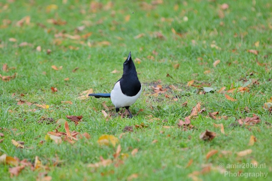 Eurasian_magpie_Ekster_birds_nature_Photography_002_Canon_EOS_5D_Mark_IV.JPG