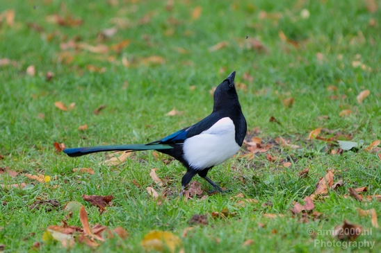 Eurasian_magpie_Ekster_birds_nature_Photography_003_Canon_EOS_5D_Mark_IV.JPG
