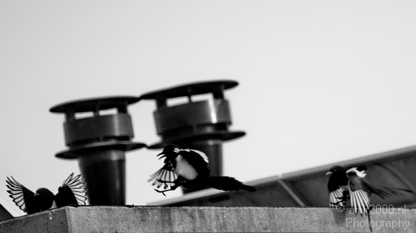 Eurasian_magpie_Nature_Landscape_Photography_001_Canon_EOS_7D.JPG