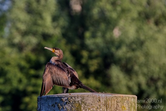 European_shag_cormorant_nature_Landscape_Photography_002_Canon_EOS_5D_Mark_IV.JPG