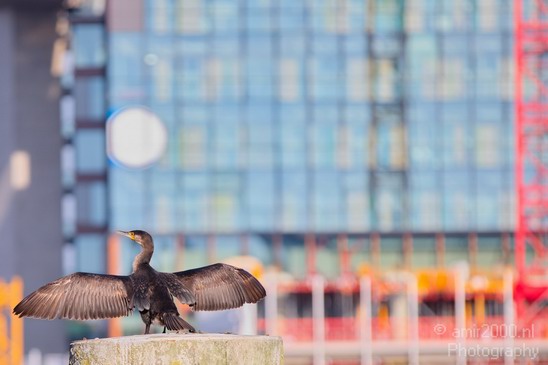 European_shag_cormorant_nature_Landscape_Photography_003_Canon_EOS_5D_Mark_IV.JPG