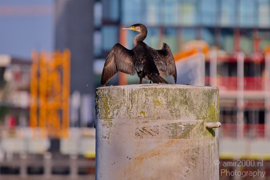 European_shag_cormorant_nature_Landscape_Photography_004_Canon_EOS_5D_Mark_IV.JPG