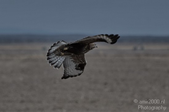 Falcon_Nature_Landscape_Photography_004_Canon_EOS_7D.JPG