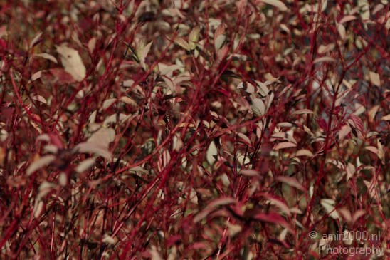 Fall_colors_Nature_Landscape_Photography_001_Canon_EOS_7D.JPG