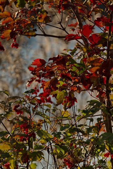 Fall_colors_Nature_Landscape_Photography_021_Canon_EOS_7D.JPG