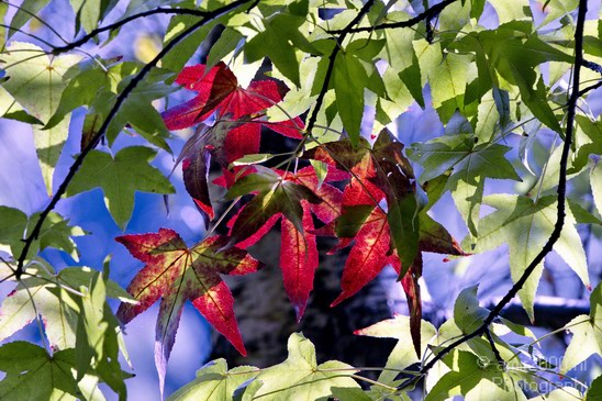 Fall_colors_Nature_Landscape_Photography_063_Canon_EOS_7D.JPG