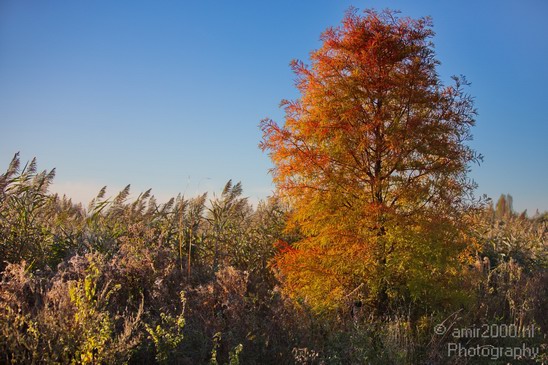 Fall_scenery_Autumn_in_Amsterdam_nature_Netherlands_Landscape_Photography_004_Canon_EOS_5D_Mark_IV.JPG