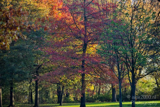 Fall_scenery_Autumn_in_Amsterdam_nature_Netherlands_Landscape_Photography_007_Canon_EOS_5D_Mark_IV.JPG