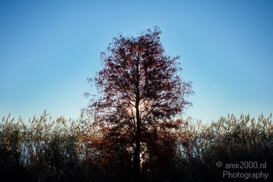 Fall_scenery_Autumn_in_Amsterdam_nature_Netherlands_Landscape_Photography_011_Canon_EOS_5D_Mark_IV.JPG
