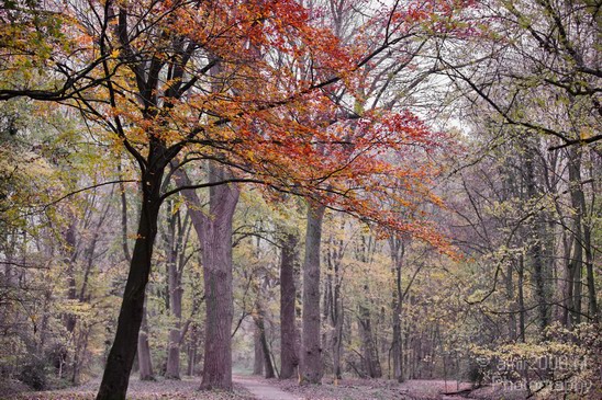 Fall_scenery_Autumn_in_Amsterdam_nature_Netherlands_Landscape_Photography_014_Canon_EOS_5D_Mark_IV.JPG