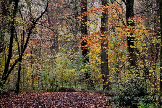 Fall_scenery_Autumn_in_Amsterdam_nature_Netherlands_Landscape_Photography_017_Canon_EOS_5D_Mark_IV.JPG