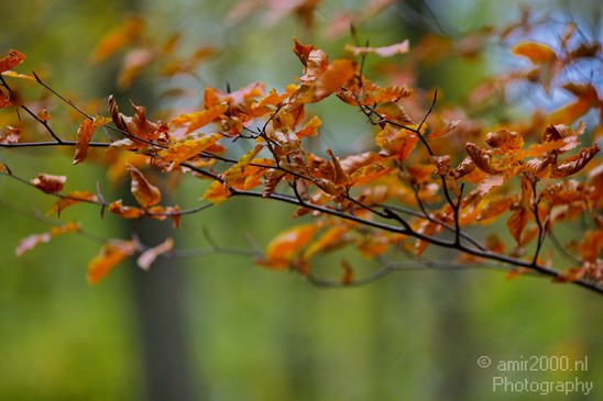 Fall_scenery_Autumn_in_Amsterdam_nature_Netherlands_Landscape_Photography_021_Canon_EOS_5D_Mark_IV.JPG