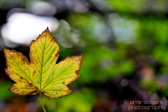 Fall_scenery_Autumn_in_Amsterdam_nature_Netherlands_Landscape_Photography_024_Canon_EOS_5D_Mark_IV.JPG