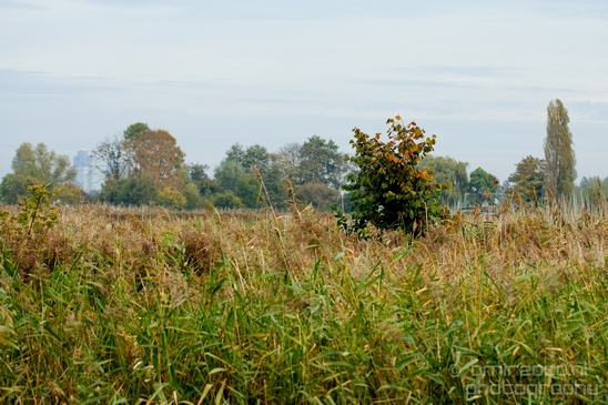 Fall_scenery_Autumn_in_Amsterdam_nature_Netherlands_Landscape_Photography_025_Canon_EOS_5D_Mark_IV.JPG