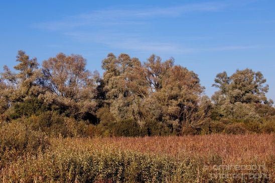 Fall_scenery_Autumn_in_Amsterdam_nature_Netherlands_Landscape_Photography_052_Canon_EOS_5D_Mark_IV.JPG