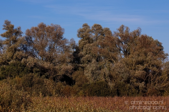 Fall_scenery_Autumn_in_Amsterdam_nature_Netherlands_Landscape_Photography_053_Canon_EOS_5D_Mark_IV.JPG