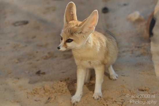 Fennec_Fox_Safari_Israel_Landscape_Photography_001_Canon_EOS_7D.JPG