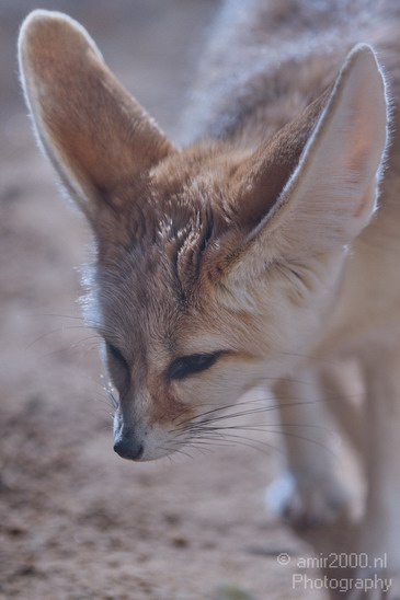 Fennec_Fox_Safari_Israel_Landscape_Photography_003_Canon_EOS_7D.JPG