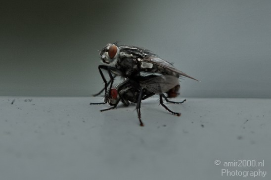 Flies_Nature_Landscape_Photography_001_Canon_EOS_7D.JPG