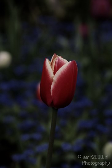 Flower_Nature_Landscape_Photography_001_Canon_EOS_400D_DIGITAL.JPG