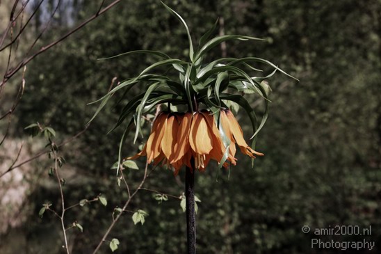 Flower_Nature_Landscape_Photography_001_Canon_EOS_50D.JPG