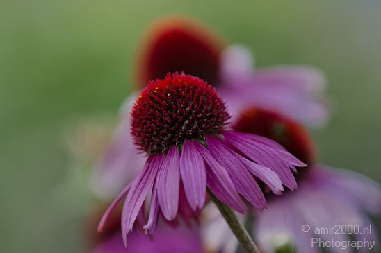 Flower_Nature_Landscape_Photography_001_Canon_EOS_7D.JPG