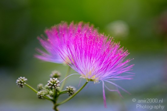 Flower_Nature_Landscape_Photography_004_Canon_EOS_5D_Mark_IV.JPG