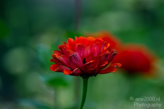 Flower_Nature_Landscape_Photography_005_Canon_EOS_5D_Mark_IV.JPG