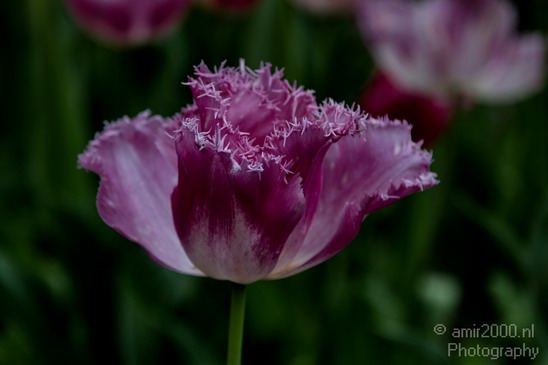 Flower_Nature_Landscape_Photography_008_Canon_EOS_7D.JPG